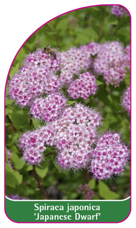 Spiraea japonica 'Japanese Dwarf'