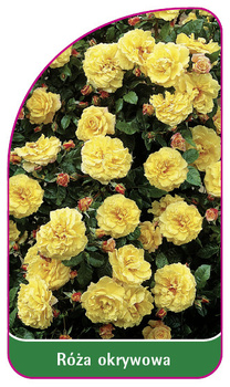 Róza okrywowa Nr. 305