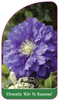 Clematis 'Kiri Te Kanawa'