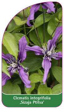 Clematis integrifolia 'Sizaja Ptitsa'
