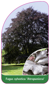 Fagus sylvatica 'Atropunicea'