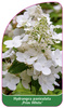 Hydrangea paniculata 'Prim White'