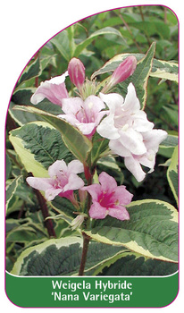 Weigela Hybride 'Nana Variegata'
