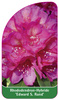 Rhododendron-Hybride 'Edward S. Rand'