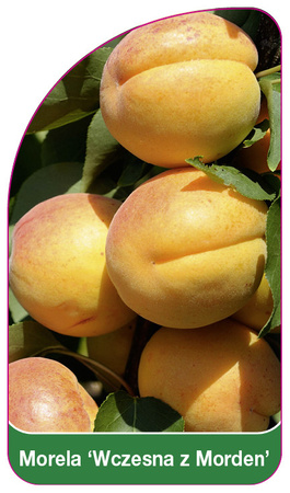 Meruňka 'Early of Morden'