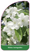 Malus toringoides