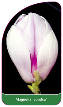 Magnolia 'Sundew'