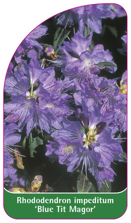 Rhododendron-Hybride 'Blue Tit Magor'
