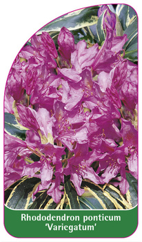 Rhododendron ponticum 'Variegatum'