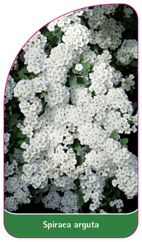 Spiraea arguta