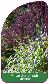 Miscanthus sinensis 'Rotfeder'