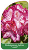 Rhododendron-Hybride 'Lausitz'