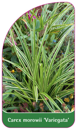 Carex morowii 'Variegata'