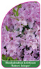 Rhododendron keleticum 'Robert Seleger'