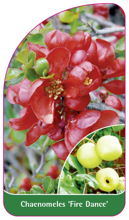 Chaenomeles 'Fire Dance'