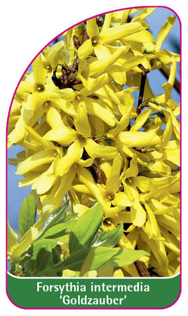 Forsythia intermedia 'Goldzauber'