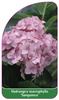 Hydrangea macrophylla 'Sanguinea'
