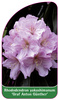 Rhododendron yakushimanum 'Graf Anton Günther'