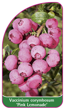Vaccinium corymbosum Pink Lemonade'