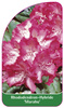 Rhododendron Hybride 'Marabu'