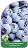 Vaccinium corymbosum 'Sunshine Blue'