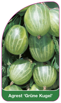 Agrest 'Grüne Kugel'
