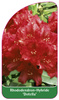 Rhododendron-Hybride 'Dotella'