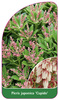 Pieris japonica 'Cupido'