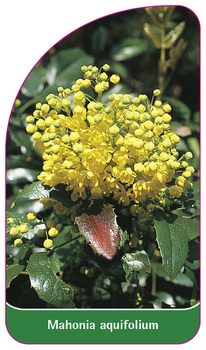 Mahonia aquifolium