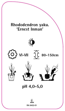 Rhododendron yakushimanum 'Ernest Inman'