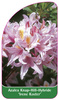 Azalea Knap-Hill-Hybride 'Irene Koster'