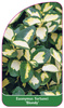 Eonymus fortunei 'Blondy'