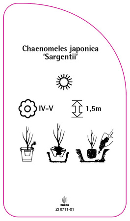 Chaenomeles japonica 'Sargentii'