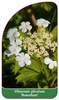 Viburnum plicatum 'Rowallane'