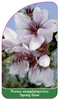 Prunus amygdalopersica 'Spring Glow'