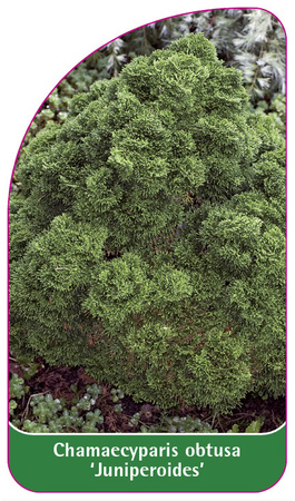 Chamaecyparis obtusa 'Juniperoides'