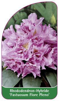 Rhododendron-Hybride 'Fastuosum Flore Pleno'