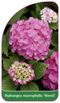 Hydrangea macrophylla 'Hornli'
