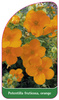 Potentilla fruticosa orange