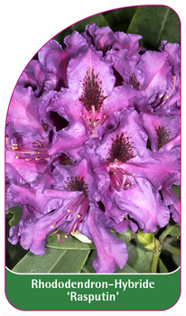 Rhododendron-Hybride 'Rasputin'