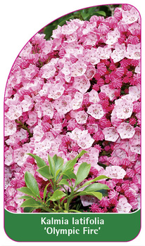 Kalmia latifolia 'Olympic Fire'