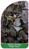 Populus deltoides 'Purple Tower'