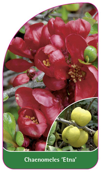 Chaenomeles 'Etna'