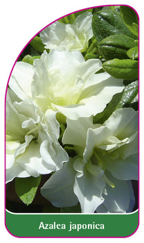 Azalea japonica
