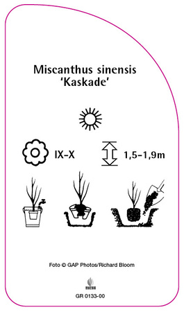 Miscanthus sinensis 'Kaskade'