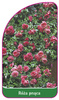 Róza pnąca Nr. 321 A