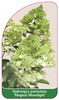 Hydrangea paniculata 'Magical Moonlight'