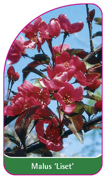 Malus 'Liset'