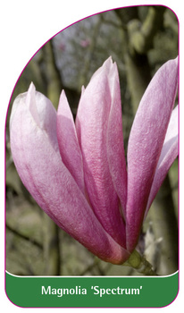 Magnolia 'Spectrum'