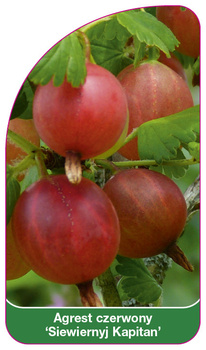 Agrest czerwony 'Siewiernyj Kapitan'